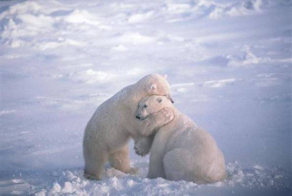 bear-hug