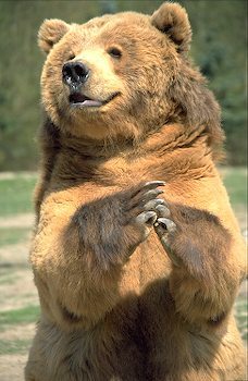 Religious grizzly bear says its prayers