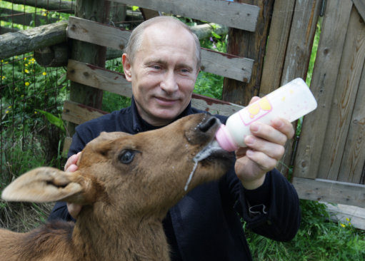 Russian Prime Minister Vladimir Putin feeds a baby elk while visiting the Losiny Ostrov national park in Moscow, Saturday, June 5, 2010. The national park, a specially protected nature territory, is Moscow's only park where wild animals live free. (AP Photo/Alexei Druzhinin, Pool)