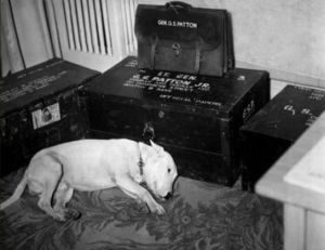 GENERAL PATTON'S DOG 'WILLIE' ON THE DAY THE GENERAL DIED. PATTON'S PHOTOGRAPHER HOME IS JUST 5 MILES FROM ME.