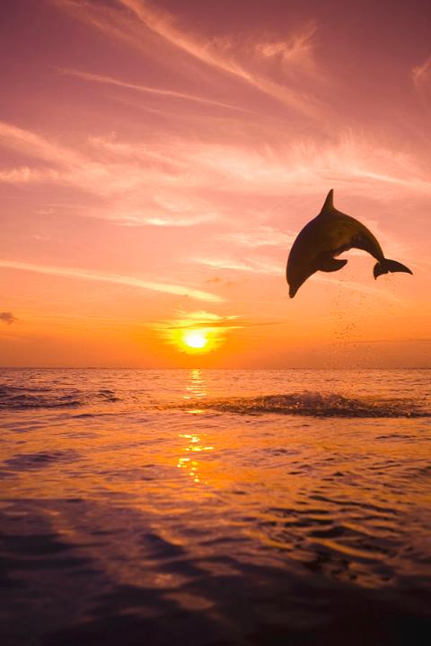 Bottlenose Dolphin Playing With The Sunset.