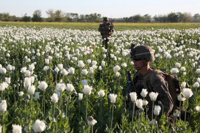 US NATO protecting Heroin Poppies.