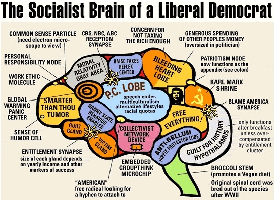 the-socialist-brain-of-a-liberal-democrat.jpg